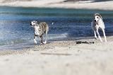 WHIPPET 188
